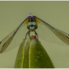 Dragonfly_Nellie Stolarz_Assigned B Insects and Butterflies_Honorable Mention