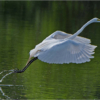 Egret Taking Flight_Ron Denk_Open Salon_Equal Merit