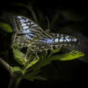 Hint of Blue_Giselle Valdes_Assigned A Insects and Butterflies_Equal Merit