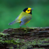 Hooded Warbler_Arlene Sopranzetti_Open A_Honorable Mention