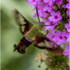 Hummingbird Moth_Nellie Stolarz_Open B_Honorable Mention