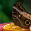 I eats the orange, as something once ate me_Chris Manning_Assigned A Insects and Butterflies_Equal Merit