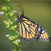 Monarch on Lily of the Valley_Ellen Stein_Assigned Salon Insects and Butterflies_Equal Merit