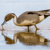 Northern Pintail Foraging for Food_Ellen Stein_Open Salon_Equal Merit