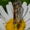 Oh! My proboscis is showing!_Chris Manning_Assigned A Insects and Butterflies_Honorable Mention