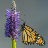 One Square Meal_Lenny McDonald_Assigned B Insects and Butterflies_Equal Merit