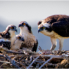 Osprey Family_Ellen Stein_Open Salon_Honorable Mention