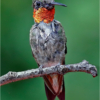 RubyThroated Humming Bird_Joe Moran_Open A_Equal Merit