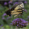 Tiger Swallowtail_Nellie Stolarz_Assigned B Insects and Butterflies_Honorable Mention