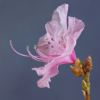 Azalea_Arlene Sopranzetti_Assigned A Macro and CloseUp_Equal Merit