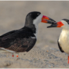 Black Skimmer Courtship_Ellen Stein_Open Salon_Honorable Mention