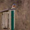 Bluebird on Home_Christine Truhe_Open B_Honorable Mention