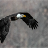 Eagle racing away with catch_Ellen Stein_Open Salon_Honorable Mention