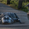 Everglades Workteam_Peter Smejkal_Assigned B Zoology & Domestic Animals_Honorable Mention