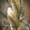 Fuzzy Magnolia Buds_Giselle Valdes_Assigned A Macro and CloseUp_Honorable Mention