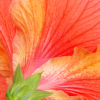 Hibiscus_Sherryl Gilfillian_Open A_Equal Merit