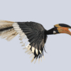 Hornbill in Flight_James Bluck_Open B_Equal Merit