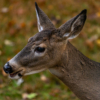 I did eat your tomatoes, but..._Lenny McDonald_Assigned B Zoology & Domestic Animals_Honorable Mention