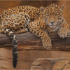 Jaguar #4_Ron Denk_Assigned Salon Zoology & Domestic Animals_Honorable Mention