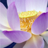 Lotus Flower #1_Ron Denk_Assigned Salon Macro and CloseUp_Honorable Mention