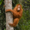 Orangutan 2_James Bluck_Assigned B Zoology & Domestic Animals_Honorable Mention