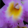 Purple and Yellow Orchid_Ellen Stein_Assigned Salon Macro and CloseUp_Honorable Mention