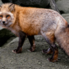 Red Fox_Sherryl Gilfillian_Assigned A Zoology & Domestic Animals_Equal Merit