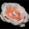 Rose are Pink_Ellen Stein_Assigned Salon Macro and CloseUp_Honorable Mention