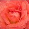 Wet Rose_Ryan Kirschner_Assigned Salon Macro and CloseUp_Honorable Mention