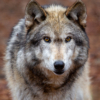 Wolf #2_Sherryl Gilfillian_Assigned A Zoology & Domestic Animals_Equal Merit