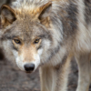 Wolf #3_Sherryl Gilfillian_Assigned A Zoology & Domestic Animals_Honorable Mention