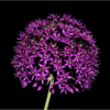 Allium_Ellen Stein_Assigned Salon Macro & CloseUp Nature_Honorable Mention