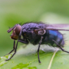 Blue Bottle Fly_Lenny McDonald_Assigned B Macro & CloseUp Nature_Equal Merit