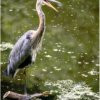 Blue Heron_Lenny McDonald_Open B_Honorable Mention