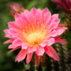 Cactus Flower_Ryan Kirschner_Assigned Salon Macro & CloseUp Nature_Equal Merit