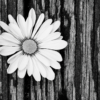 Daisy on Deck_Sherryl Gilfillian_Assigned A Macro & CloseUp Nature_Honorable Mention