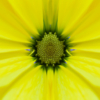 Daisy_Sherryl Gilfillian_Assigned A Macro & CloseUp Nature_Equal Merit