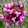 Flowering Cherry Tree_Wendy Kaplowitz_Assigned B Macro & CloseUp Nature_Honorable Mention