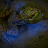 Frog in Water_Christine Truhe_Open B_Honorable Mention