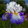 Iris in Purple, White & Orange_Ellen Stein_Open Salon_Honorable Mention