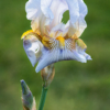 Iris_Ryan Kirschner_Assigned Salon Macro & CloseUp Nature_Equal Merit