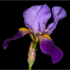 Lavender & Purple Iris_Ellen Stein_Open Salon_Honorable Mention