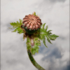 Lucy in the Sky Poppy Flower_Christine Cuthbertson_Assigned Salon Macro & CloseUp Nature_Honorable Mention