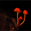 Mushroom Lamps_Arlene Sopranzetti_Open A_Honorable Mention