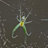 Orchard Spider_Arlene Sopranzetti_Assigned A Macro & CloseUp Nature_Honorable Mention