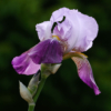 Purple Bearded Iris_Christine Cuthbertson_Assigned Salon Macro & CloseUp Nature_Honorable Mention