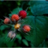 Raspberries_Wendy Kaplowitz_Open B_Honorable Mention