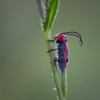 Red Milkweed Beetle_Arlene Sopranzetti_Open A_Honorable Mention