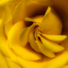 Yellow Velvet Swirl_Giselle Valdes_Open A_Equal Merit