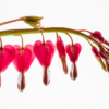 bleeding hearts_Giselle Valdes_Assigned A Macro & CloseUp Nature_Honorable Mention